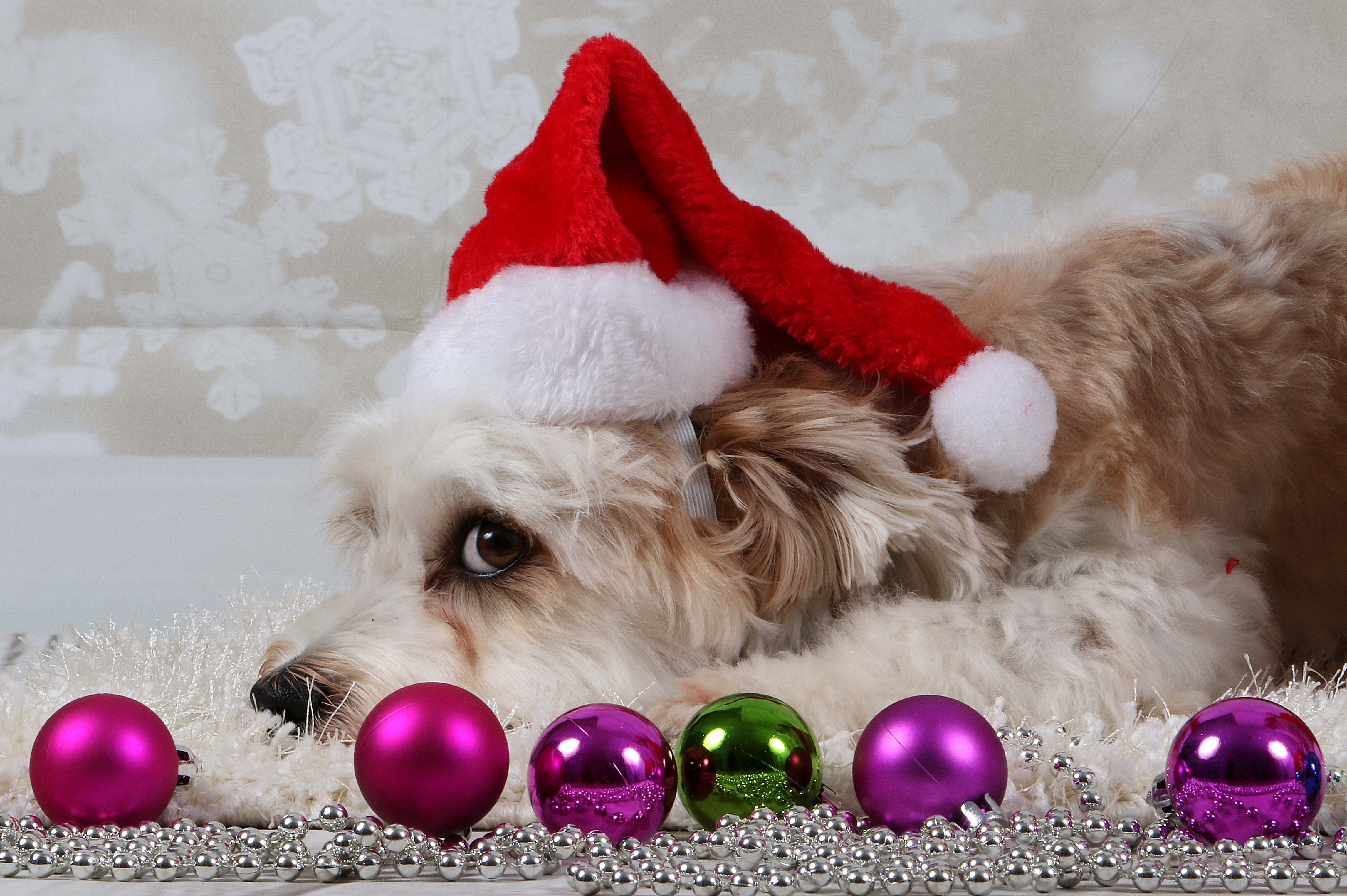 Hund med nissehue ved Julekugler